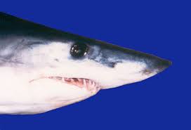 Image result for Isurus oxyrinchus