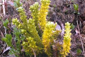 Attēlu rezultāti vaicājumam “Lycogala asperum”