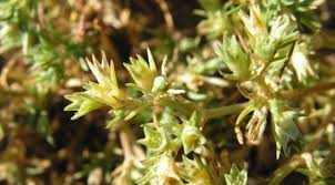 Attēlu rezultāti vaicājumam “Scleranthus annuus flower”