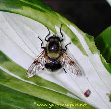 Attēlu rezultāti vaicājumam “Volucella bombylans”