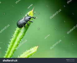 Attēlu rezultāti vaicājumam “Magdalis sp.”