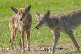 Image result for Hartlepool Coyotes