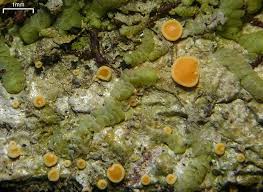 Attēlu rezultāti vaicājumam “Coenogonium pineti”