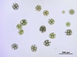 Attēlu rezultāti vaicājumam “Blasia pusilla”