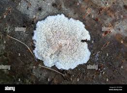 Attēlu rezultāti vaicājumam “Phlebia rufa”