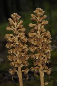 Attēlu rezultāti vaicājumam “Neottia nidus-avis flower”