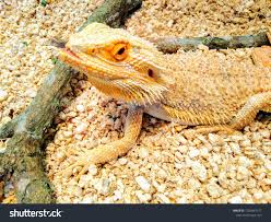 Attēlu rezultāti vaicājumam “Sauria”