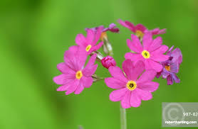 Attēlu rezultāti vaicājumam “Primula farinosa flower”