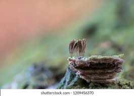 Attēlu rezultāti vaicājumam “Stemonitis axifera”