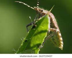 Attēlu rezultāti vaicājumam “Corizus hyoscyami imago”