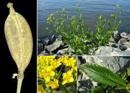 Attēlu rezultāti vaicājumam “Rorippa amphibia leaf”