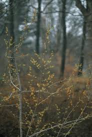 Attēlu rezultāti vaicājumam “Hamamelis vernalis leaf”