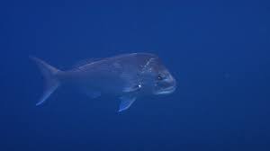 Image result for Pagrus auratus