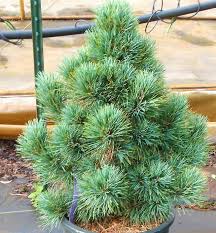 Image result for Pinus cembra