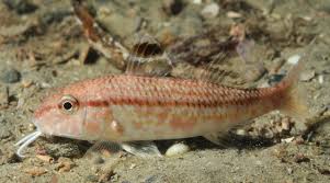 Image result for Mullus surmuletus