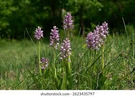 Attēlu rezultāti vaicājumam “Orchis militaris flower”