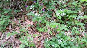 Attēlu rezultāti vaicājumam “Sanicula europaea bud”