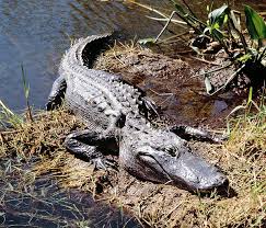 Image result for Alligator mississippiensis