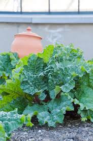 Attēlu rezultāti vaicājumam “Rheum rhabarbarum”