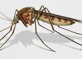 Attēlu rezultāti vaicājumam “Culex pipiens”