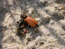 Attēlu rezultāti vaicājumam “Anostirus castaneus”