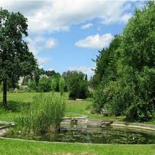 Attēlu rezultāti vaicājumam “Galerucella nymphaeae pupa”