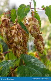 Attēlu rezultāti vaicājumam “Humulus lupulus fruit”