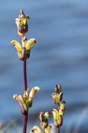 Attēlu rezultāti vaicājumam “Pedicularis sceptrum-carolinum flower”
