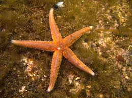 Image result for Asterias rubens