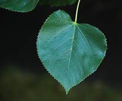 Attēlu rezultāti vaicājumam “Tilia x moltkei leaf”