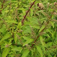 Attēlu rezultāti vaicājumam “Chenopodium polyspermum var. acutifolium flower”