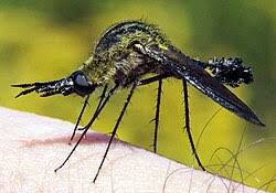 Attēlu rezultāti vaicājumam “Bombyliidae”
