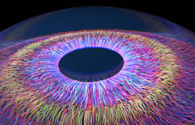 Image result for Iris