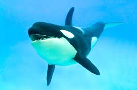 Image result for Orcinus orca