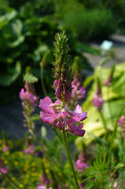 Attēlu rezultāti vaicājumam “Onobrychis arenaria leaf”