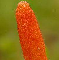 Attēlu rezultāti vaicājumam “Cordyceps militaris”