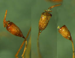 Attēlu rezultāti vaicājumam “Hymenostylium recurvirostrum macro”