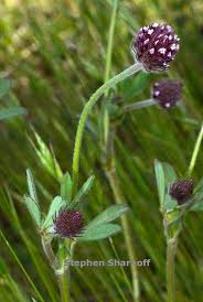 Attēlu rezultāti vaicājumam “Trifolium alpestre leaf”