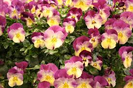 Image result for Hornveilchen