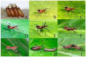 Attēlu rezultāti vaicājumam “Rhynocoris annulatus nymph”