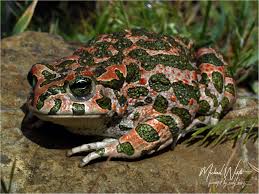 Attēlu rezultāti vaicājumam “Pseudepidalea viridis adult”