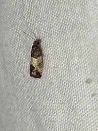 Attēlu rezultāti vaicājumam “Spilonota ocellana”