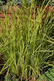 Attēlu rezultāti vaicājumam “Carex elata flower”