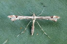 Attēlu rezultāti vaicājumam “Platyptilia tesseradactyla”