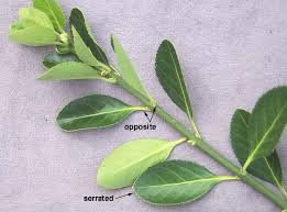 Attēlu rezultāti vaicājumam “Euonymus europaeus leaf”