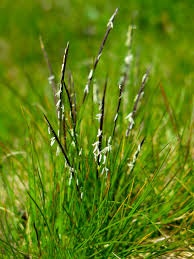 Attēlu rezultāti vaicājumam “Nardus stricta”