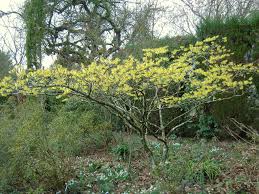 Attēlu rezultāti vaicājumam “Hamamelis mollis”