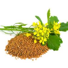 Attēlu rezultāti vaicājumam “Sinapis alba leaf”