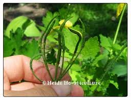 Attēlu rezultāti vaicājumam “Chelidonium majus bud”