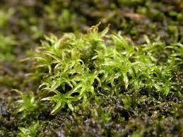 Attēlu rezultāti vaicājumam “Gyroweisia tenuis”